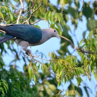 Columbidae